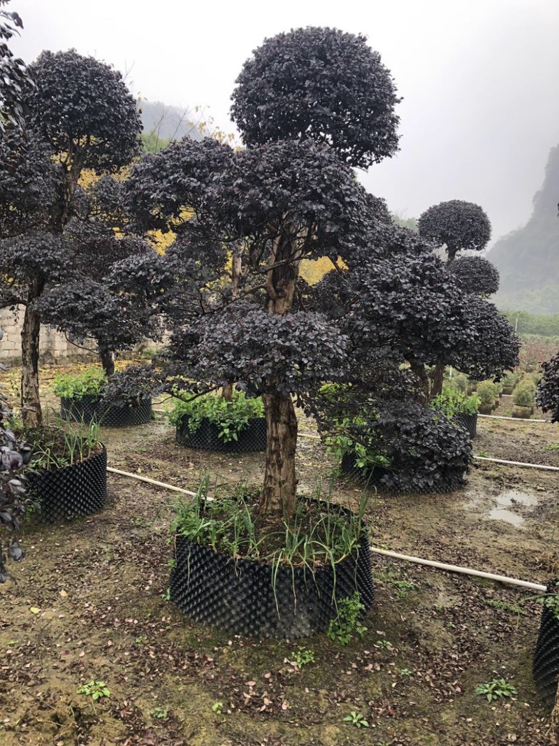 红花檵木桩