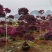 红花檵木桩