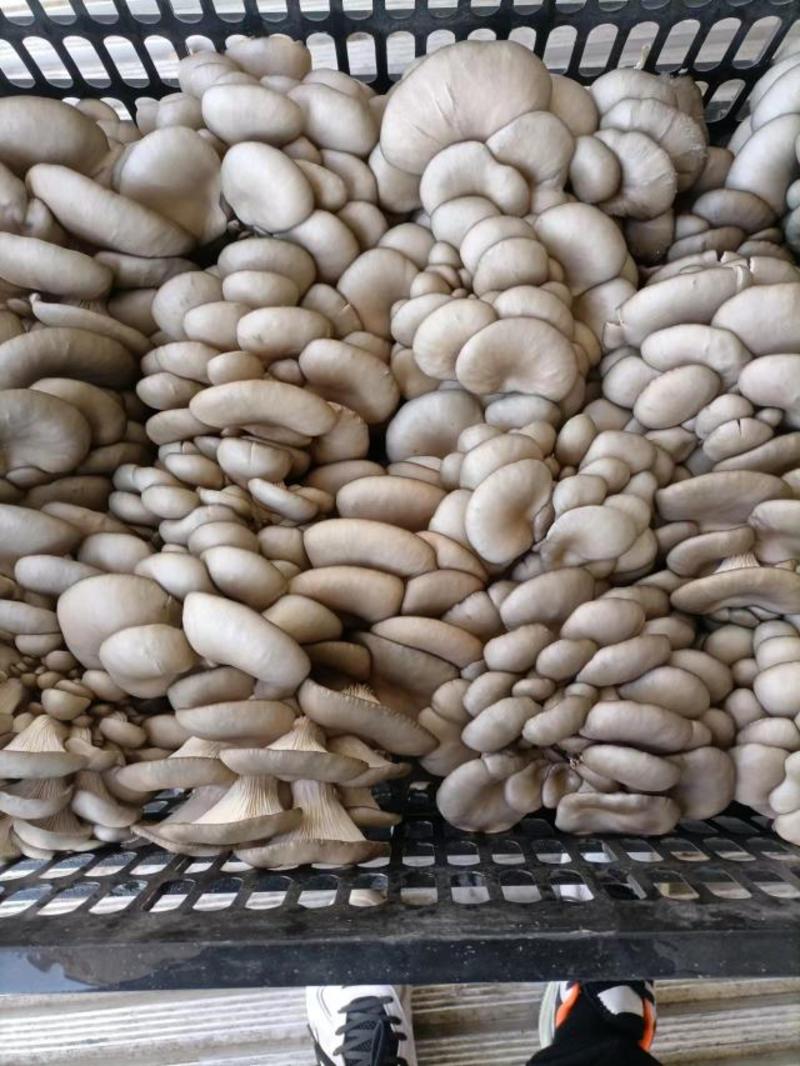 【人气】食用菌鲜货白平菇黑平菇蘑菇货品丰富品质保证货源稳定
