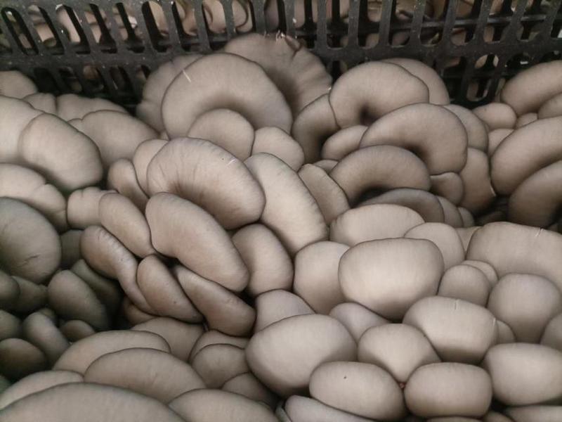 【热】陕西灰平菇食用菌鲜货蘑菇规格等级齐全自家菌棚现采现发