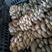 【热】陕西灰平菇食用菌鲜货蘑菇规格等级齐全自家菌棚现采现发