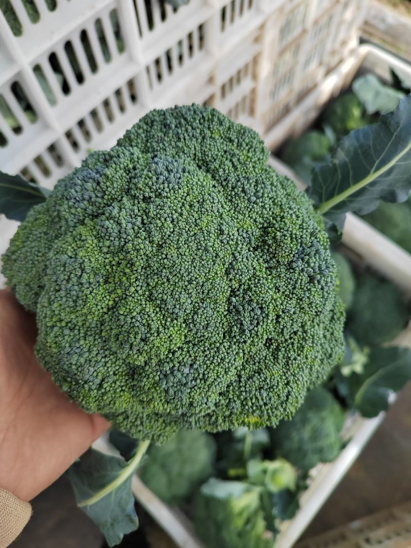 千亩集地耐寒优秀大量上市