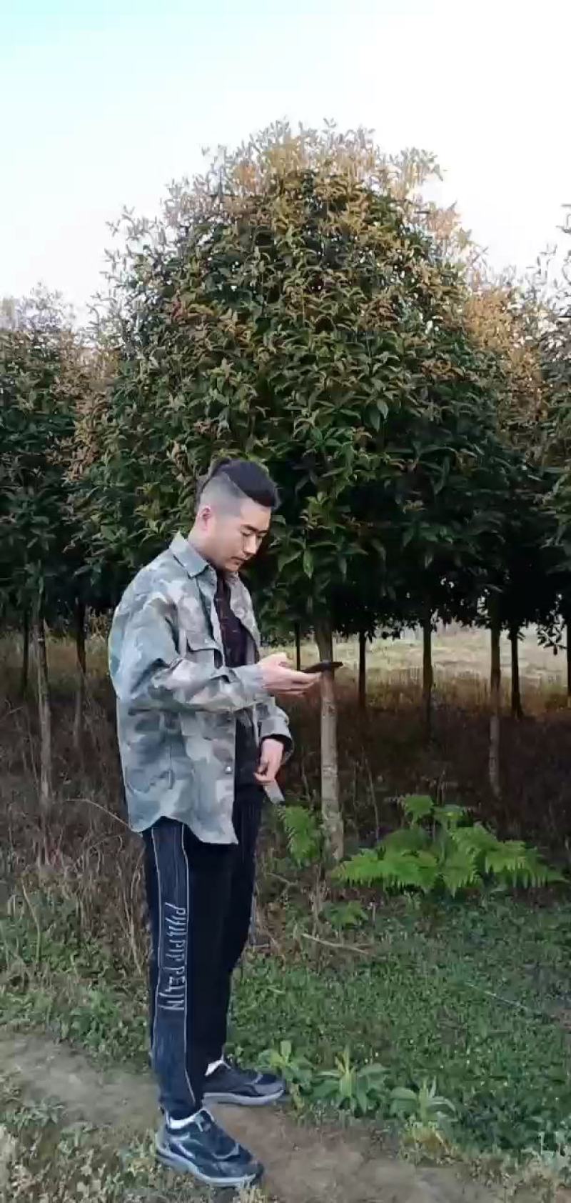 桂花出售