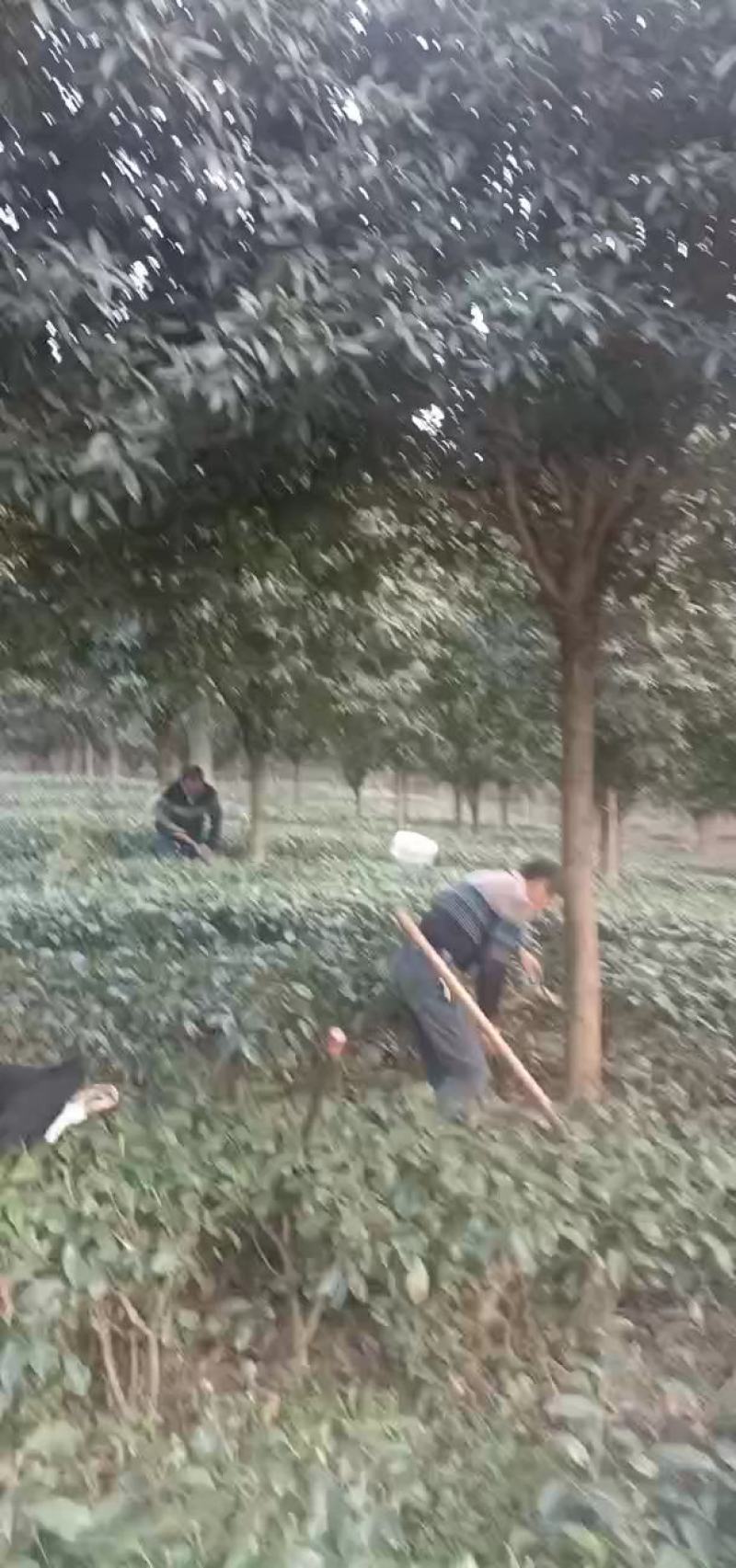 桂花出售
