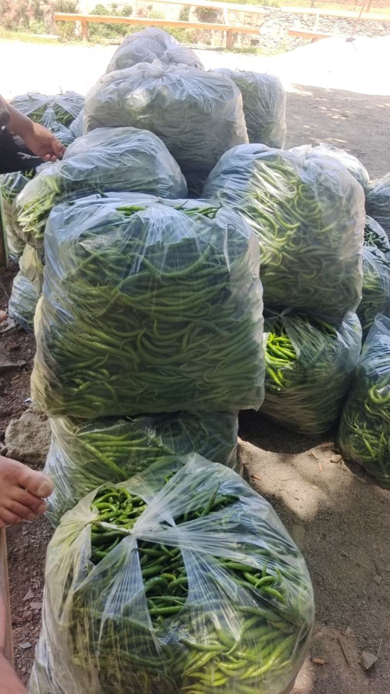 线椒便宜处理