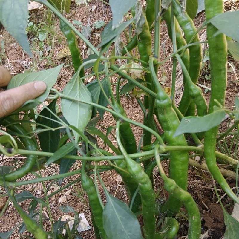 线椒便宜处理