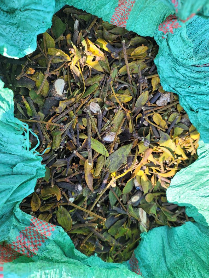 核桃树寄生草槲寄生大货，个子片子，常年供应