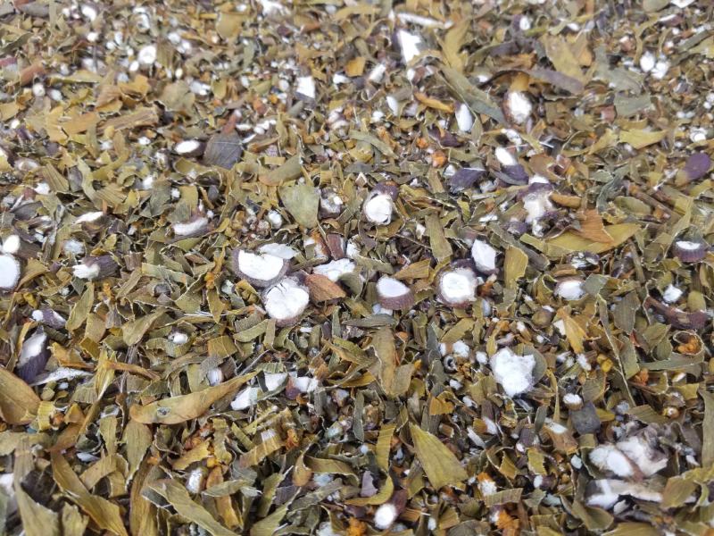核桃树寄生草槲寄生大货，个子片子，常年供应