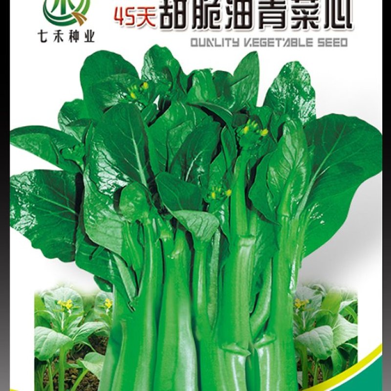 七禾45天甜脆油青矮胖菜心种子/四季种植/粗条35天采收