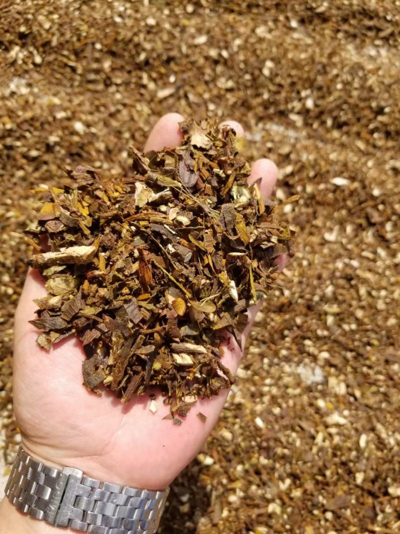 核桃树寄生草槲寄生大货，个子片子，常年供应