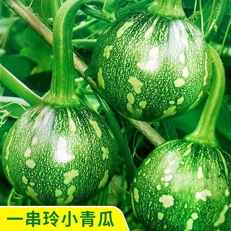 小南瓜，产地一手货源，货源充足，保质保量，欢迎订购。