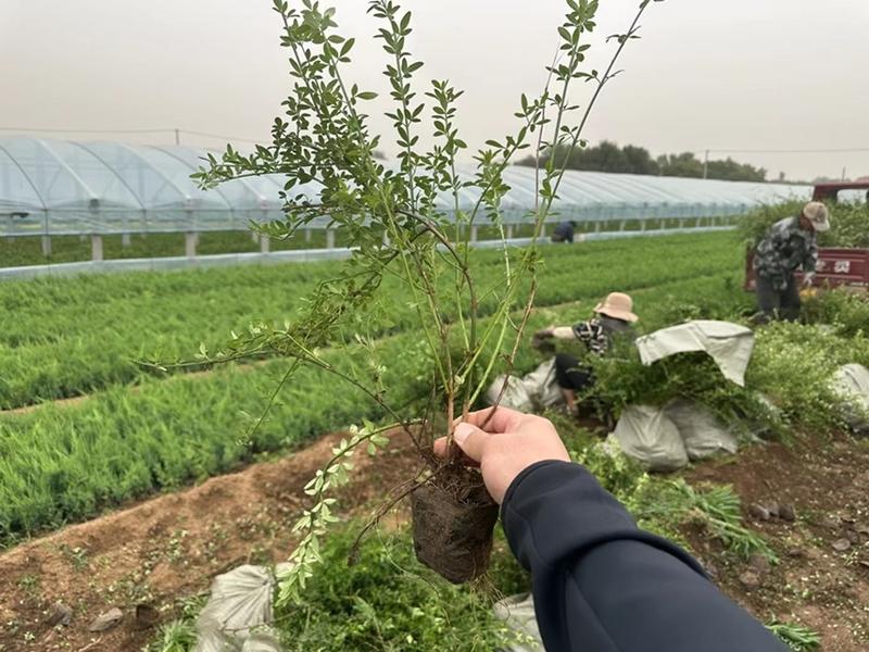 迎春花杯苗批发