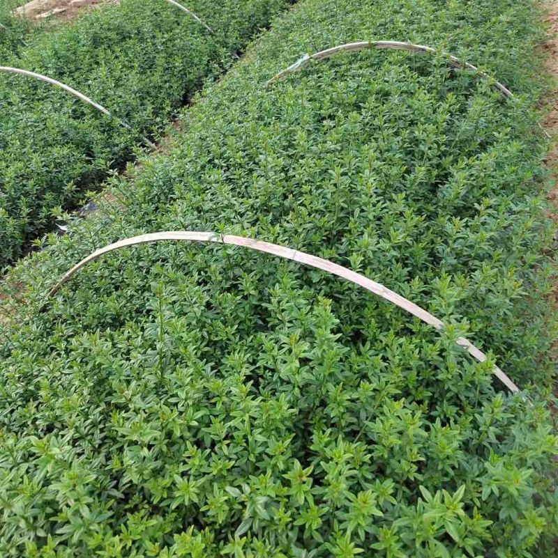 迎春花种植基地