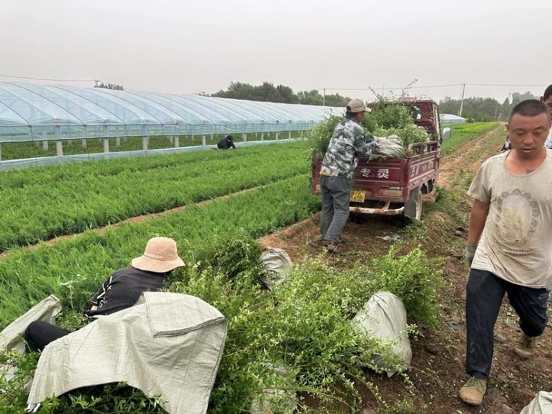 迎春花种植基地