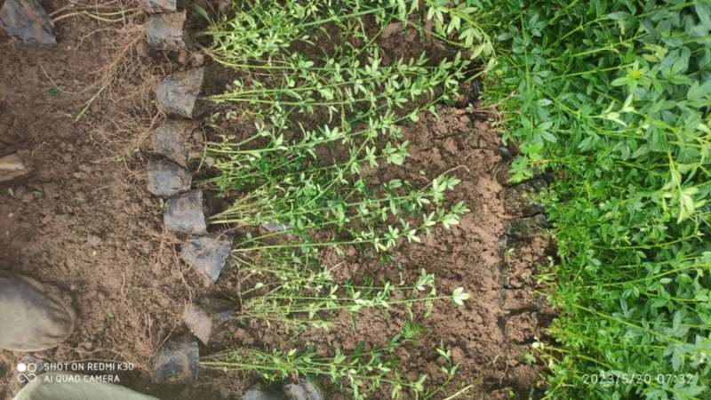 迎春花种植基地