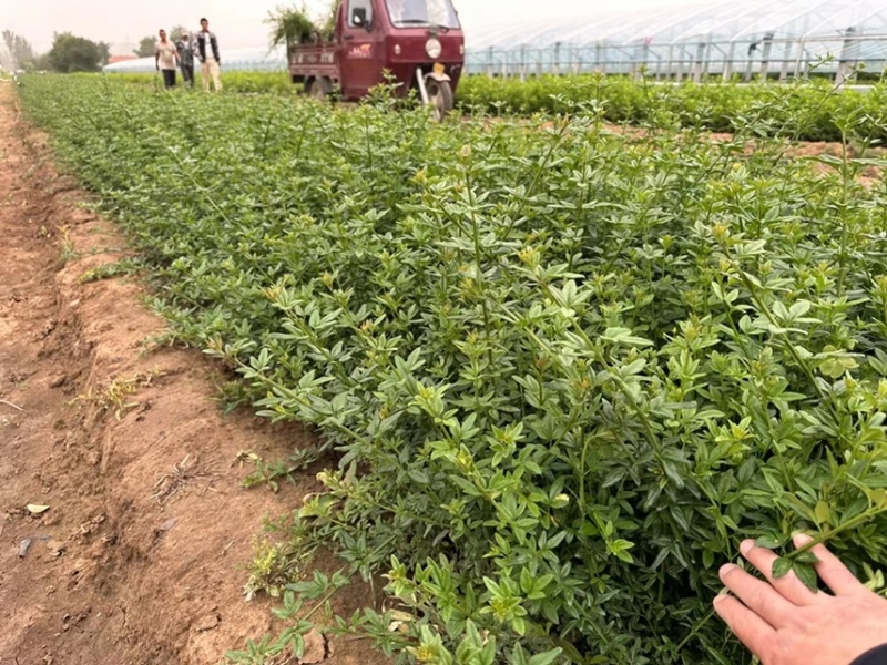 迎春花种植基地