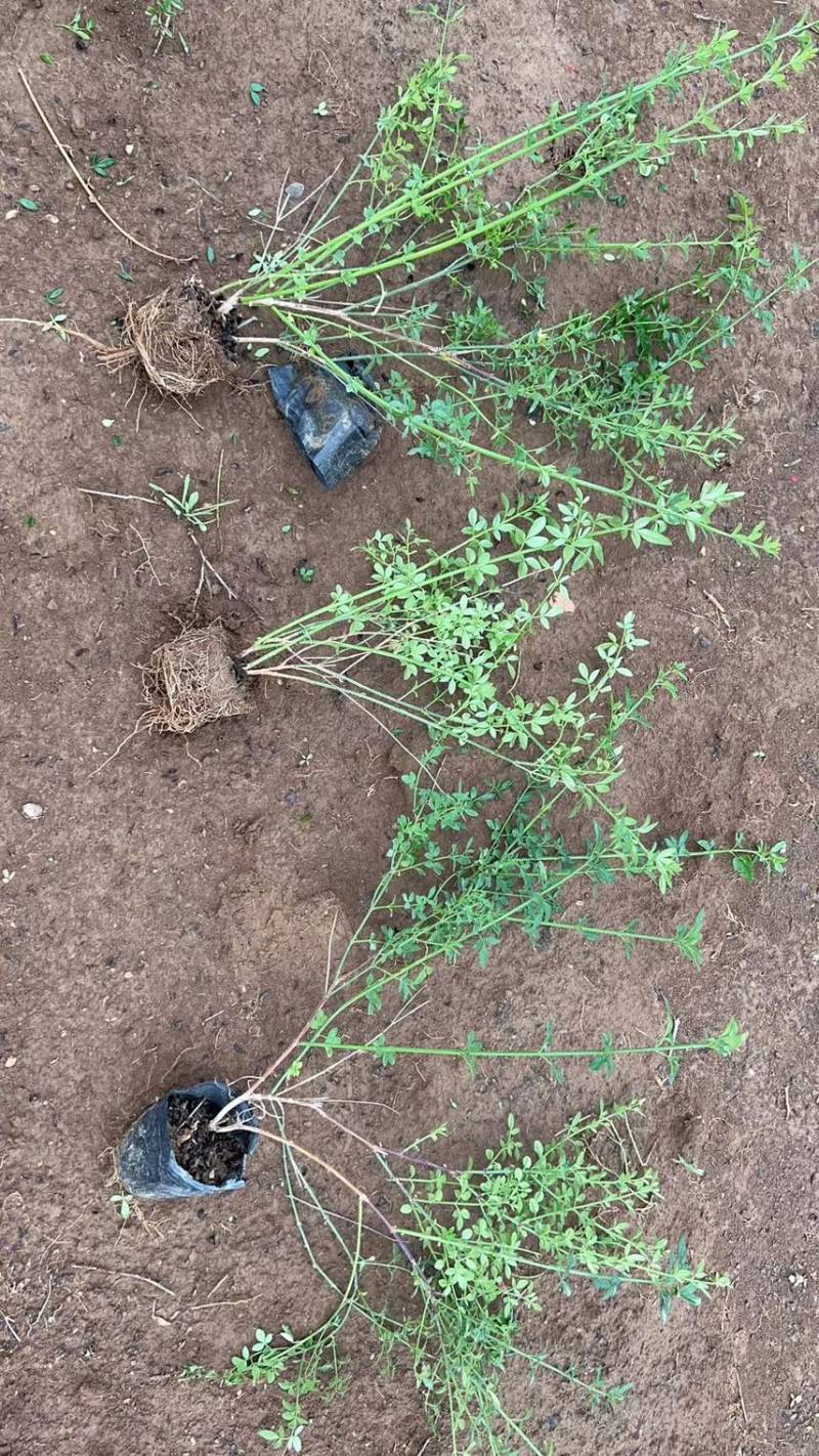 迎春花种植基地