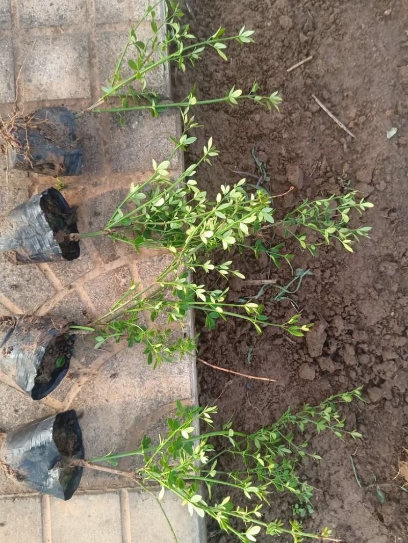 迎春花种植基地