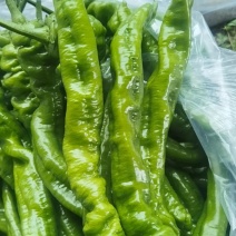 精品螺丝椒，价格美丽