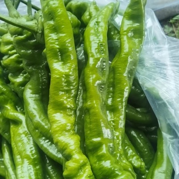精品螺丝椒，价格美丽