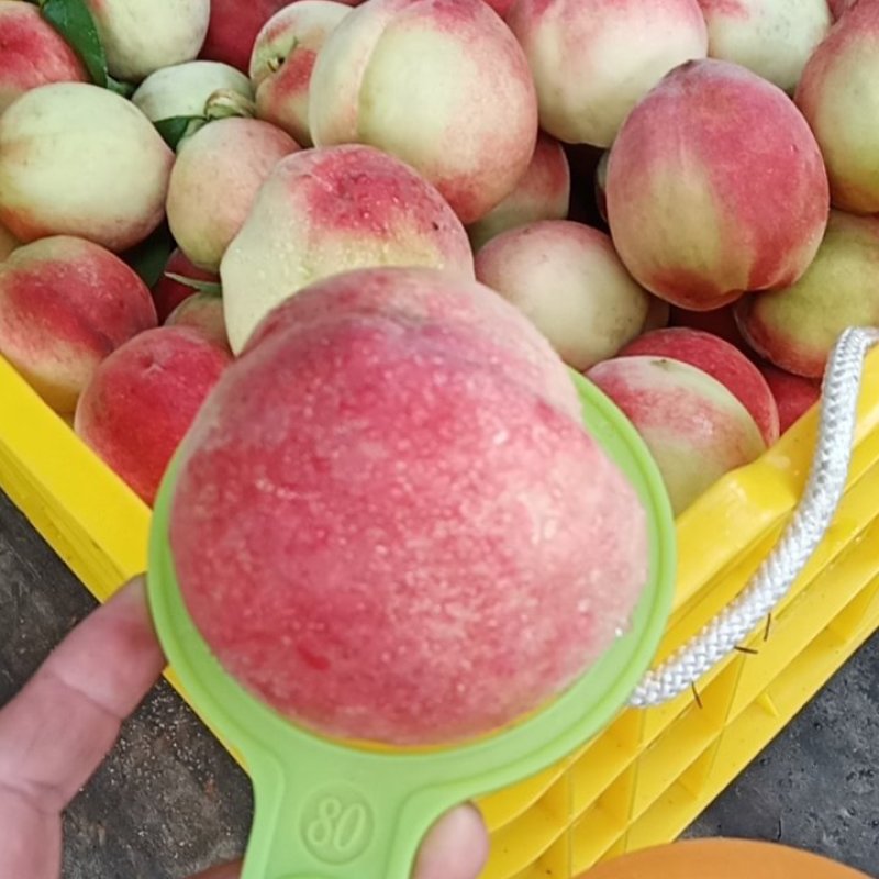 光战三号桃