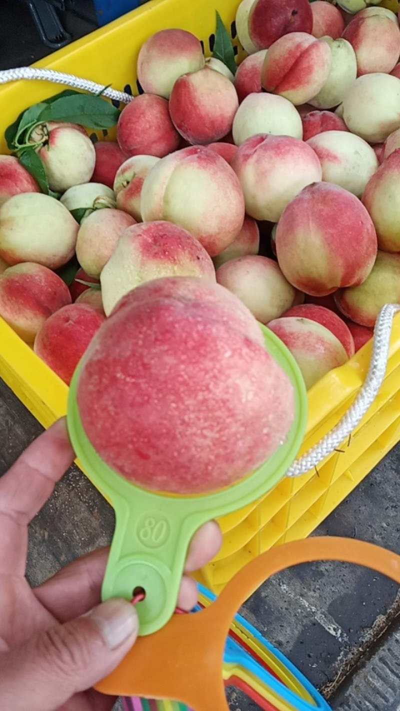 光战三号桃