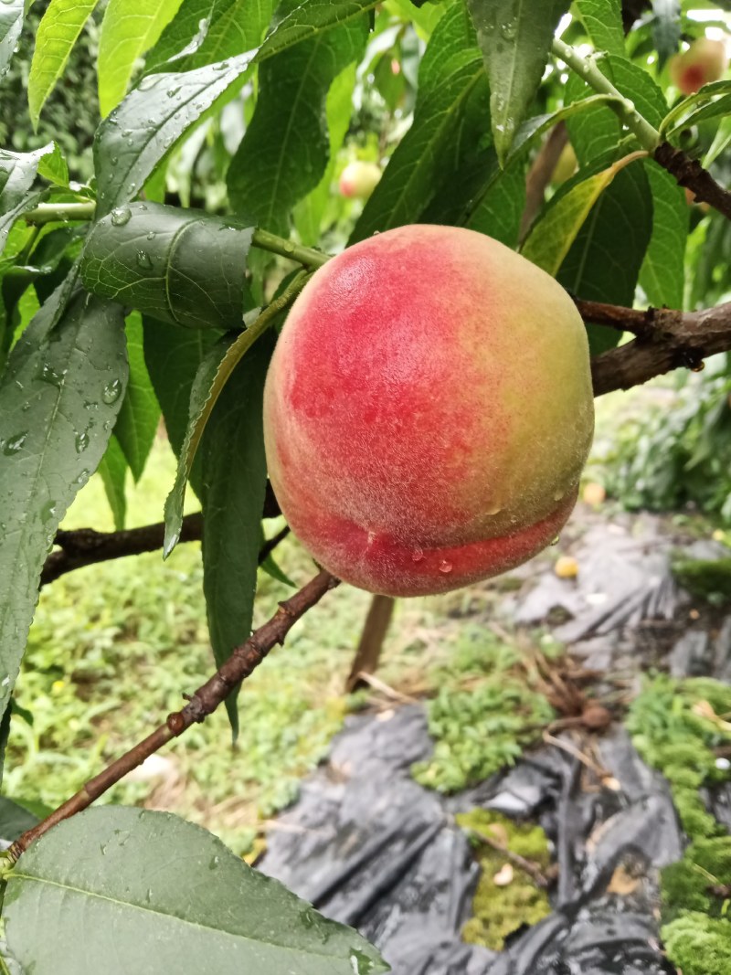光战三号桃