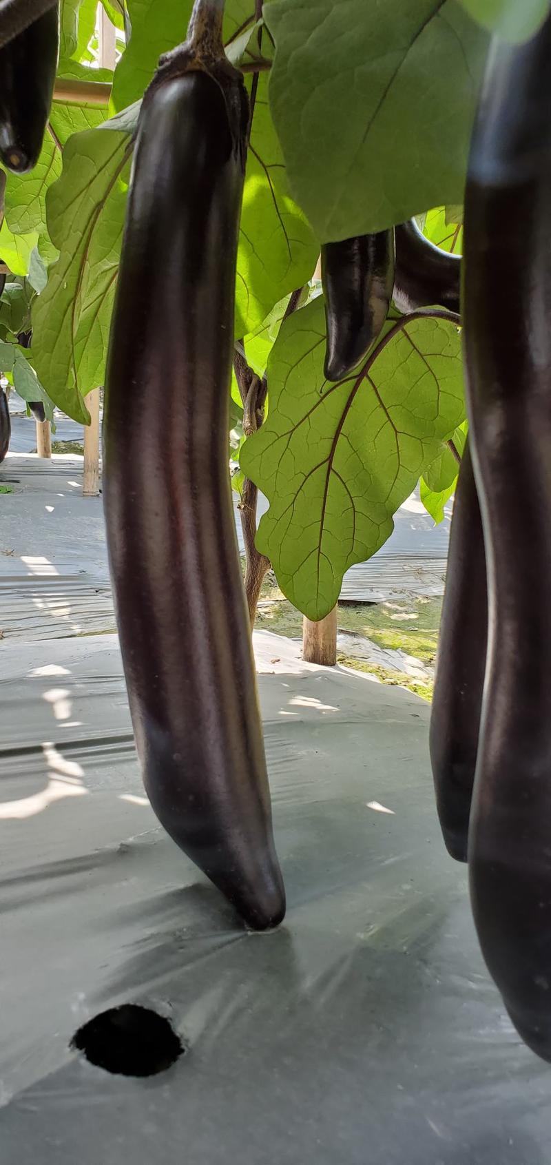 七禾墨茄种子黑帅哥高产早熟顺直长条黑亮型