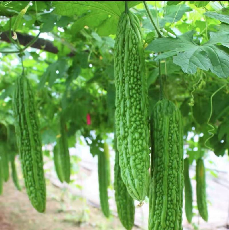 苦瓜油绿苦瓜湖北苦瓜视频看货打款发货