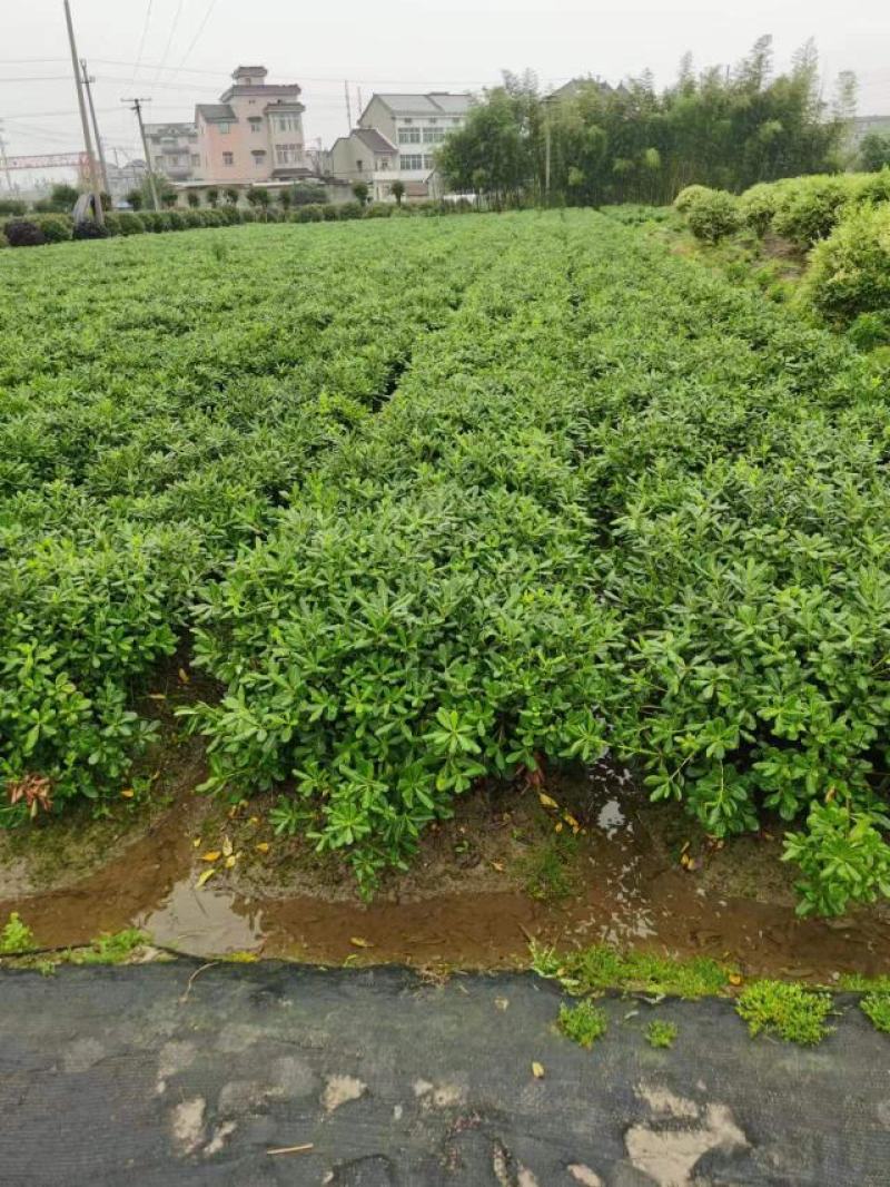 绿化灌木海桐