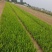鸢尾供应基地