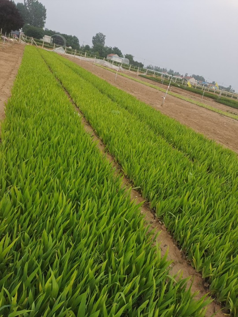 鸢尾供应基地