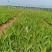 鸢尾供应基地
