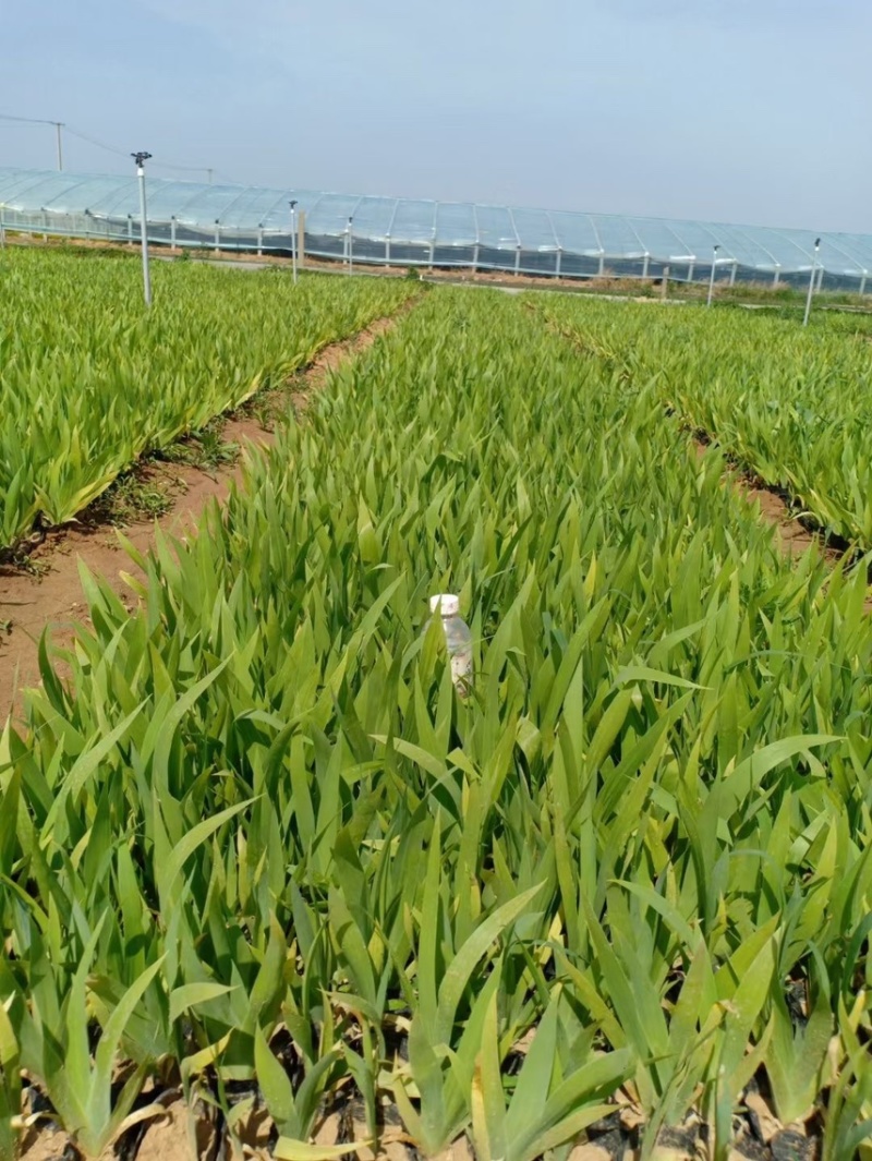 鸢尾供应基地