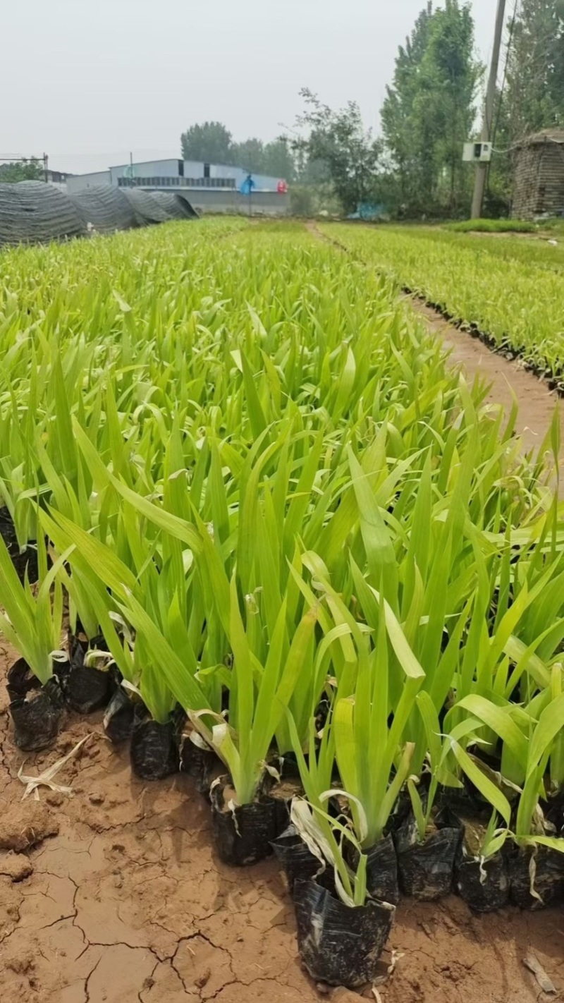 鸢尾供应基地