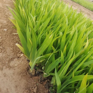 鸢尾供应基地
