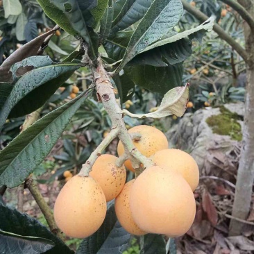 大量光果