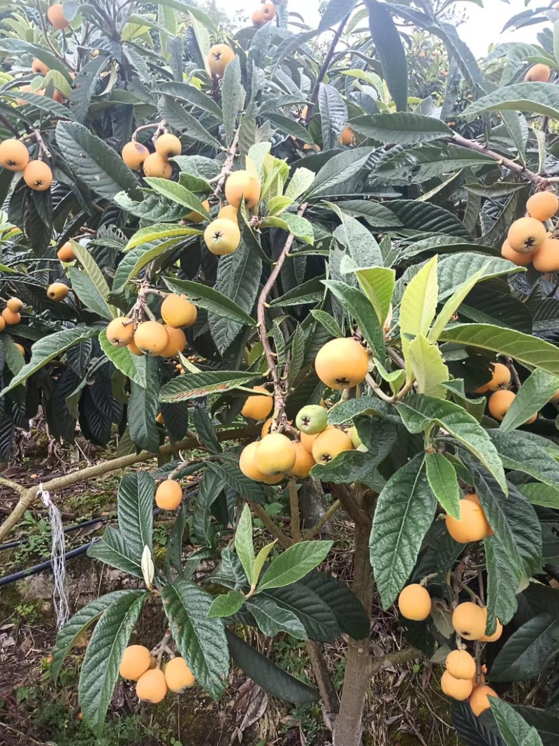 大量光果