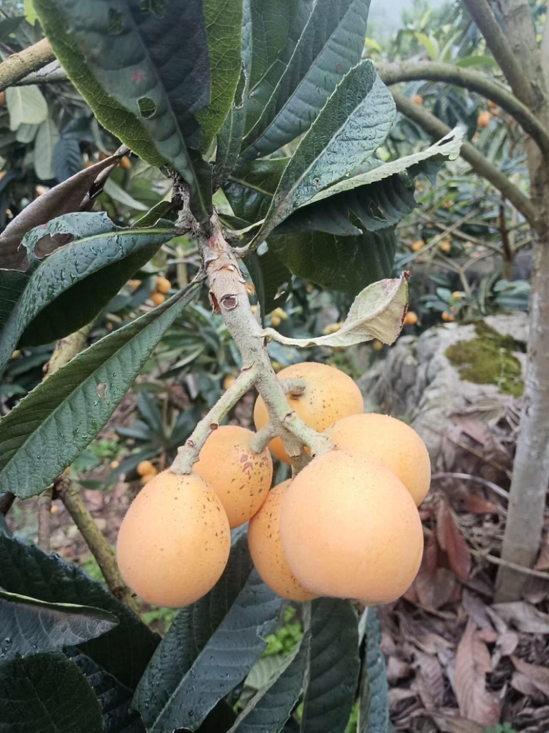 大量光果