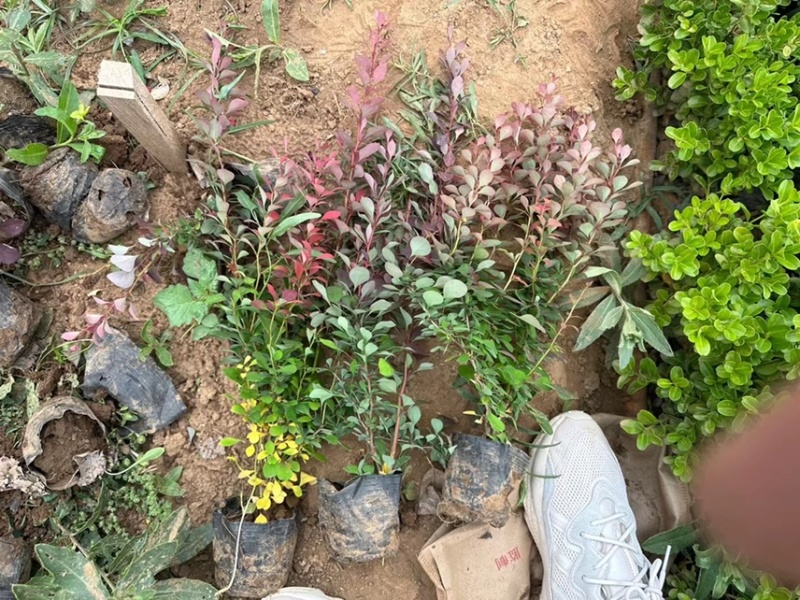 红叶小檗供应基地