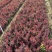 红叶小檗供应基地