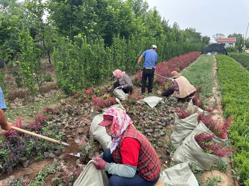 红叶小檗供应基地