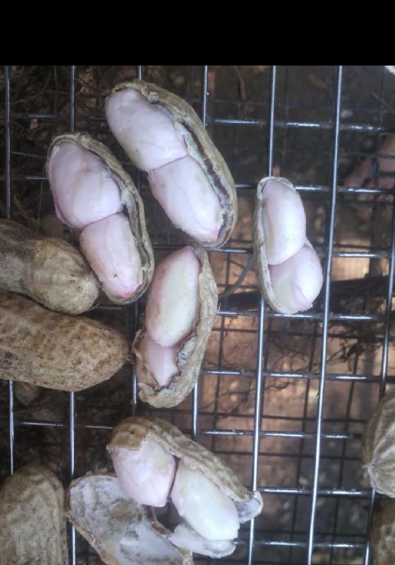 广东省徐闻县精品白米花生，一手货源，品质保证。