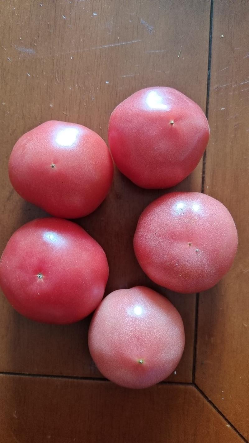 硬粉西红柿，有机西红柿，颜色鲜艳