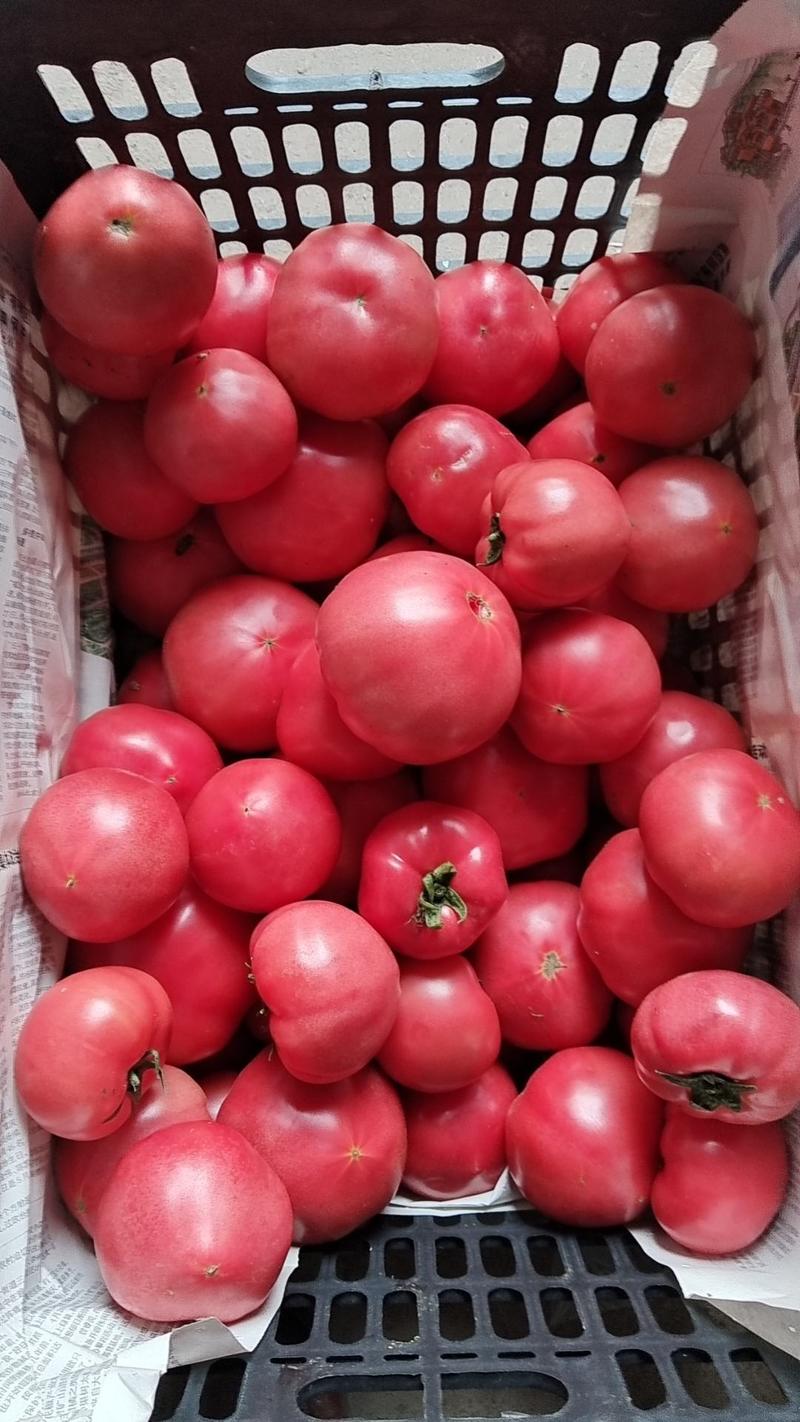 硬粉西红柿，有机西红柿，颜色鲜艳