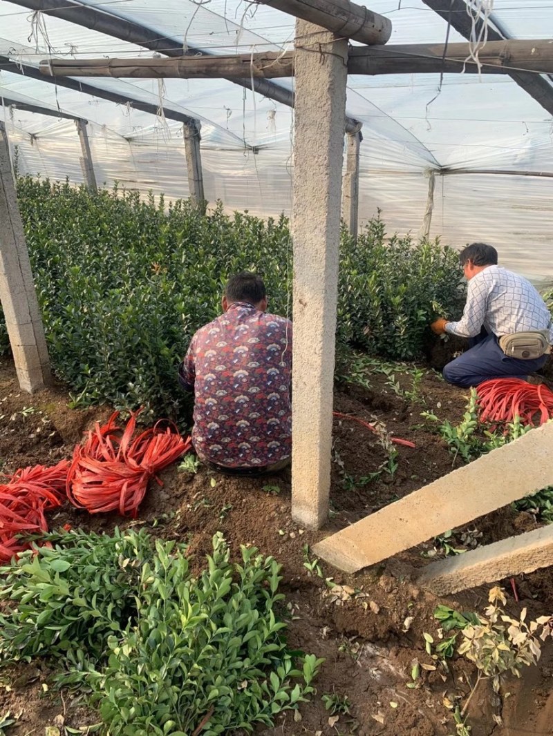 大叶黄杨种植基地