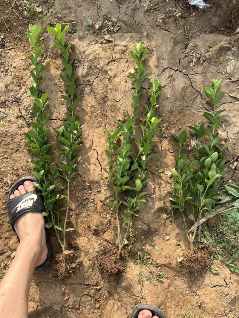 大叶黄杨种植基地