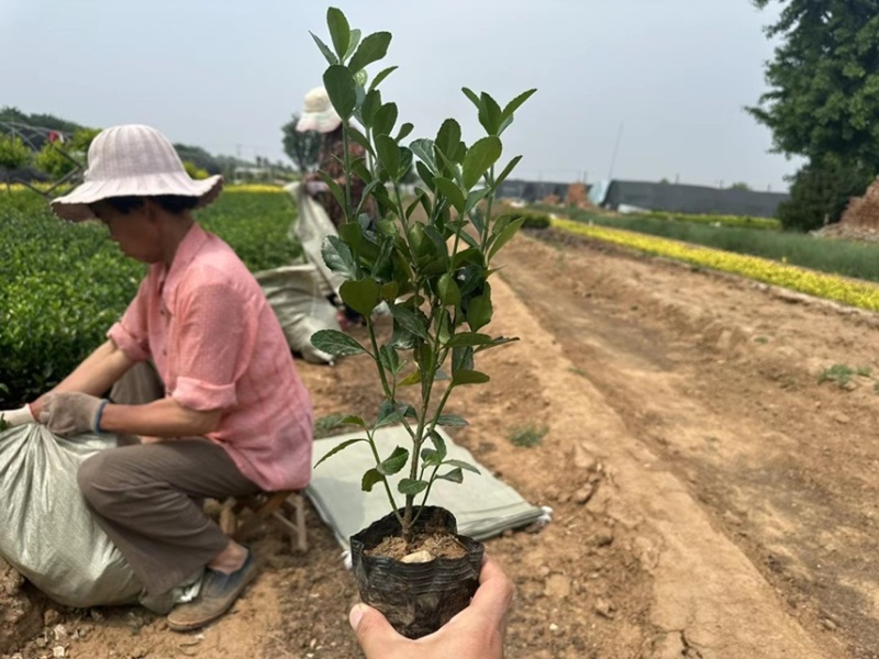 大叶黄杨种植基地