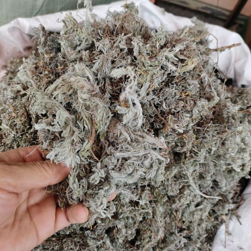 2023年新货绵茵陈，茵陈蒿，A货没杂质。