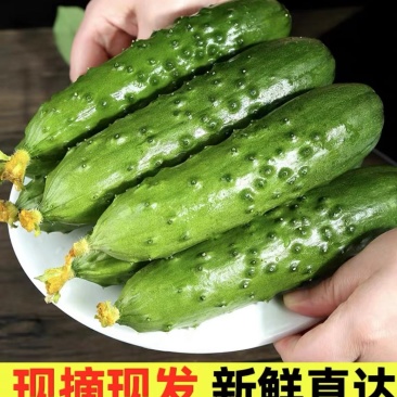 水果黄瓜旱黄瓜湖北黄瓜产地看货一手货源保质保量